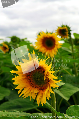 Image of Sunflower field