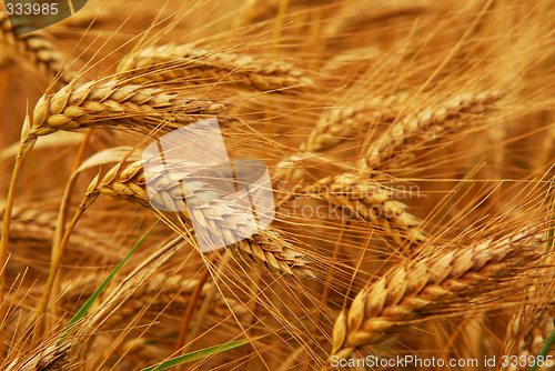 Image of Wheat