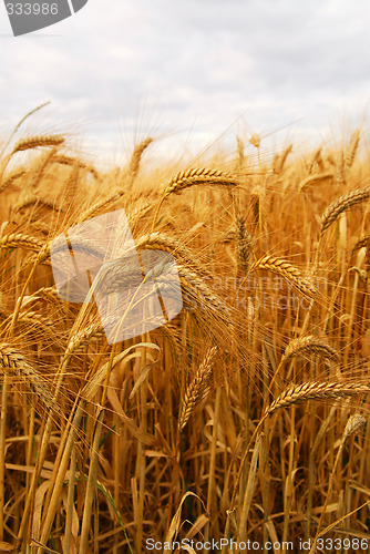 Image of Wheat