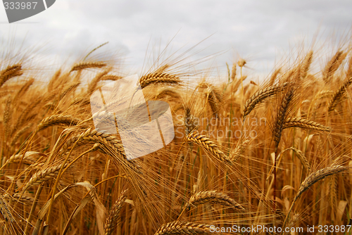Image of Wheat