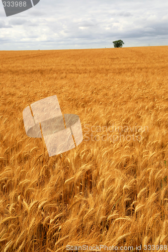 Image of Wheat field