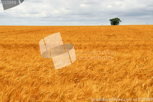 Image of Wheat field