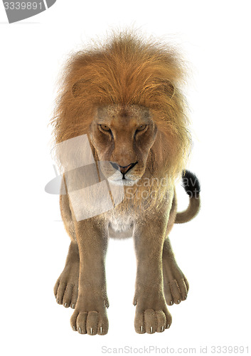 Image of Male Lion