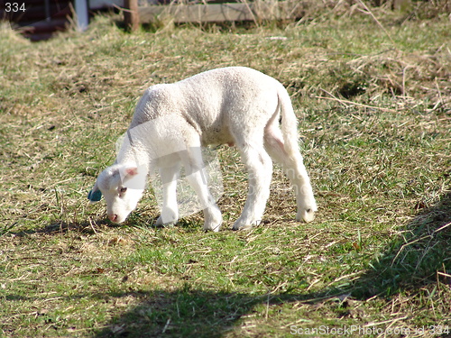 Image of Lamb