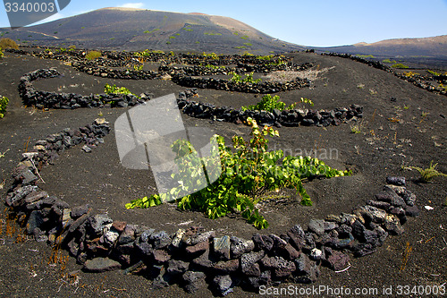 Image of viticulture  winery lanzarote spain la 