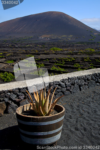 Image of cactus  viticulture  winery lanzarote spain 