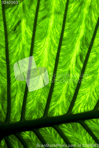 Image of abstract  background     leaf and his veins in the light 