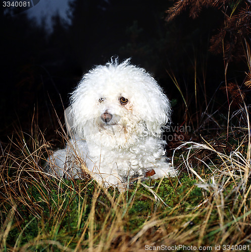 Image of Bishon frisé resting in the Nature. Canin familiaris.