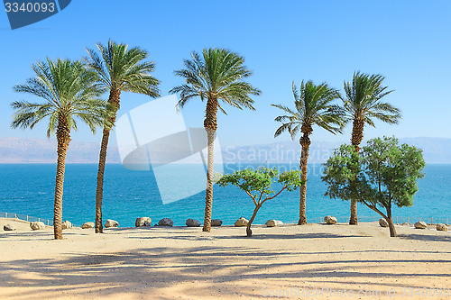 Image of Scenery of Dead Sea with palm trees on sunshine coast 