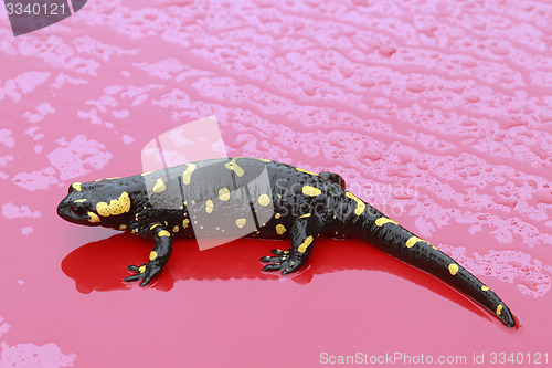 Image of Fire Salamander