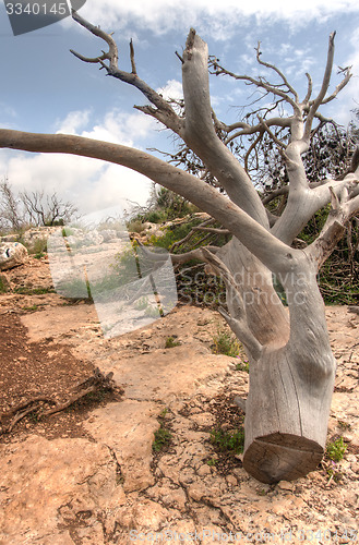 Image of Fallen trees after fire