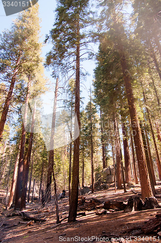 Image of Giant Sequoia in Yosemite