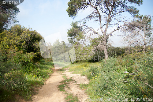 Image of Spring season landscape