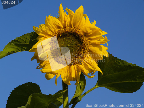 Image of sunflower