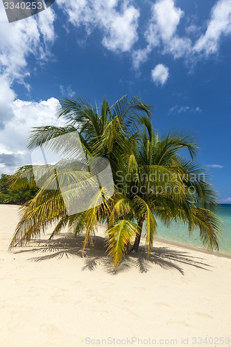 Image of Beach on tropical island. Clear blue water, sand, palms. 