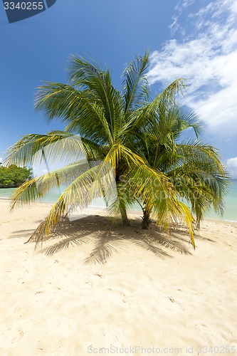 Image of Beach on tropical island. Clear blue water, sand, palms. 