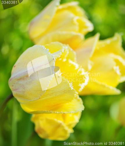 Image of tulips