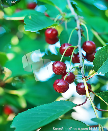 Image of fresh cherry