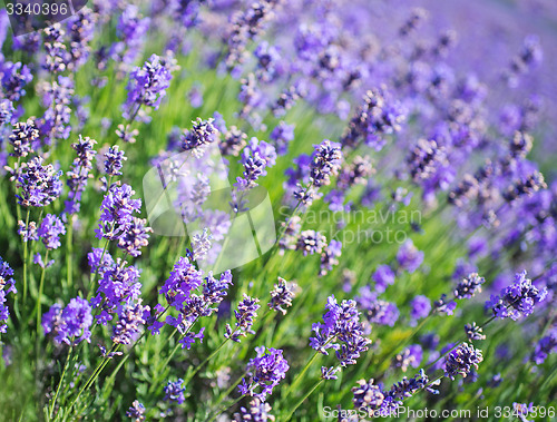 Image of lavender