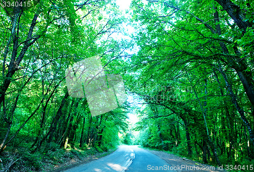 Image of road in forest