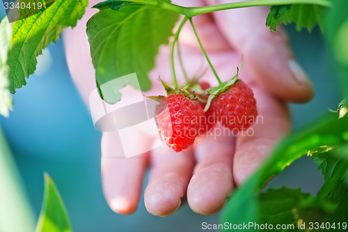 Image of fresh raspberry