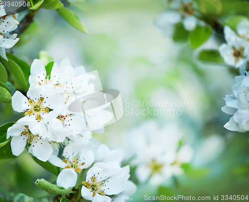 Image of spring blossom