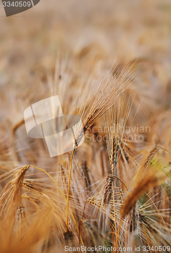 Image of wheat