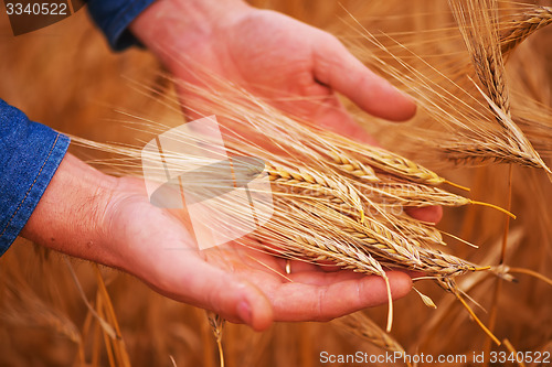 Image of wheat