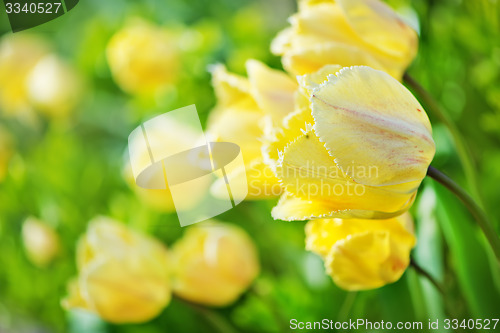 Image of tulips