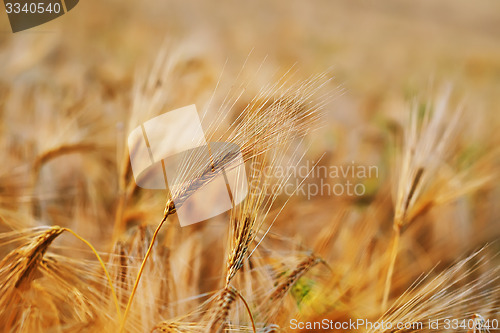Image of wheat