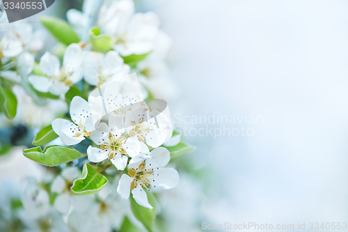 Image of spring blossom