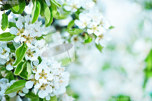 Image of spring blossom
