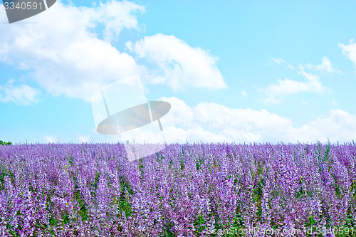 Image of flowers in field