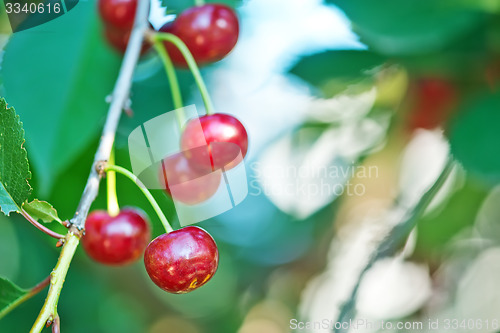 Image of fresh cherry