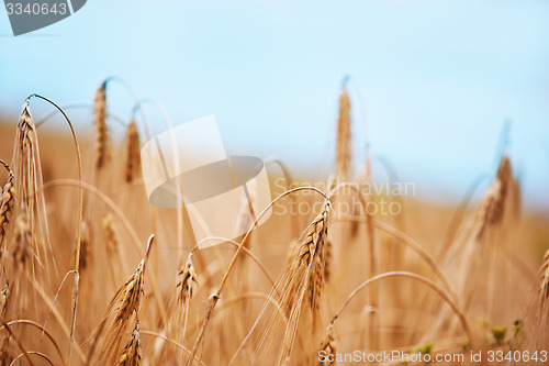 Image of wheat