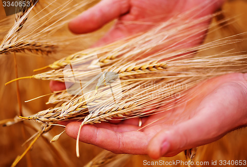 Image of wheat