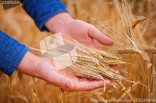 Image of wheat