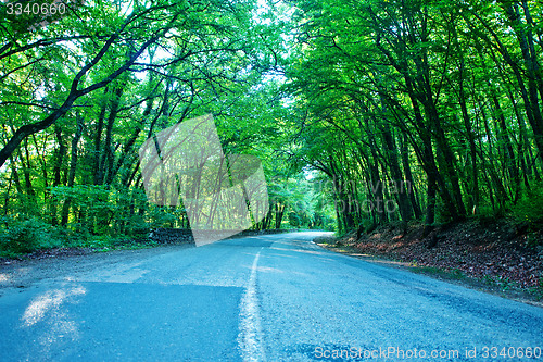 Image of road in forest