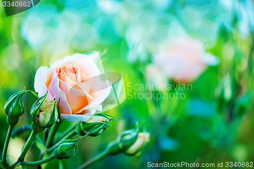 Image of roses