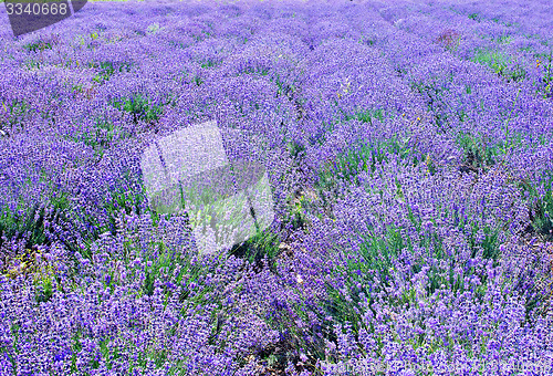 Image of lavender