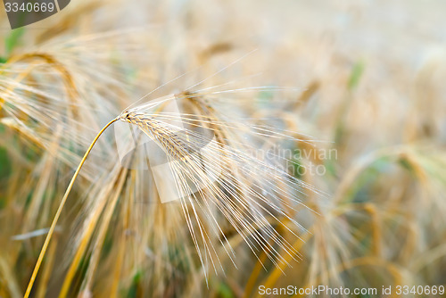 Image of wheat