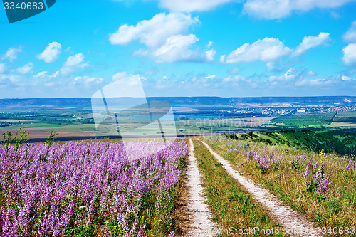 Image of flowers in field