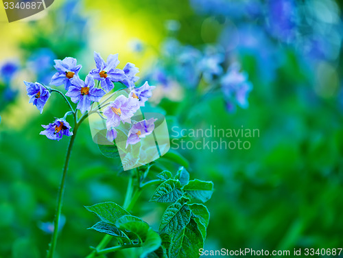 Image of potato flowers