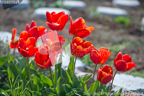 Image of tulips