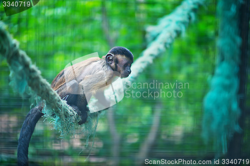 Image of monkey