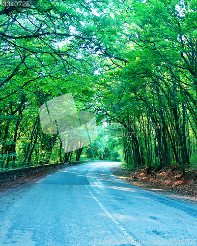 Image of road in forest