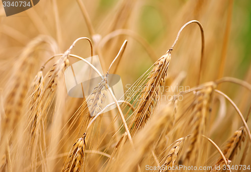 Image of wheat