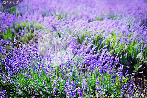 Image of nature background