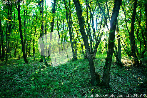 Image of forest