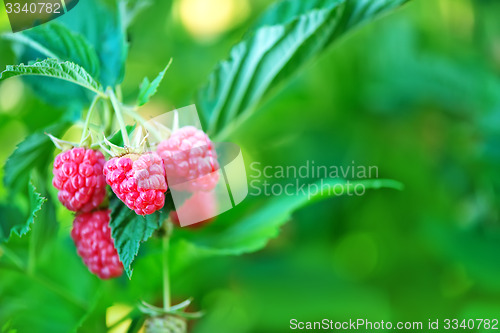 Image of fresh raspberry